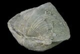 Pyrite Replaced Brachiopod (Paraspirifer) Fossil - Ohio #135575-2
